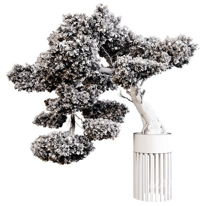 Indoor plants 73 – Bonsai Plant in pot - Image 7