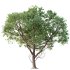 AV Plants Celtis laevigata Sugarberry Hackberry03 - Thumbnail 1