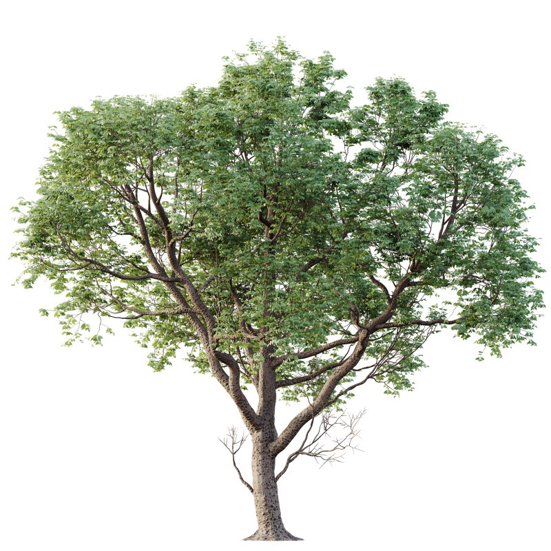 AV Plants Celtis laevigata Sugarberry Hackberry03 - Image 1