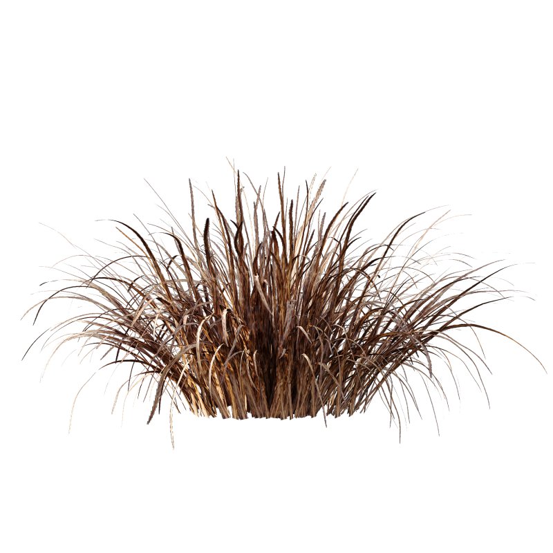 Carex Elata Aurea Grass 04 - Image 4