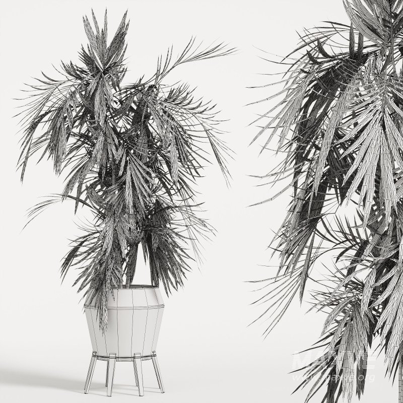 Indoor Plant 01_corona_2015 - Image 2