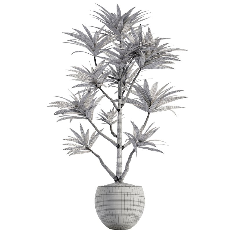 Indoor plant 06-Yocca Plant - Image 3