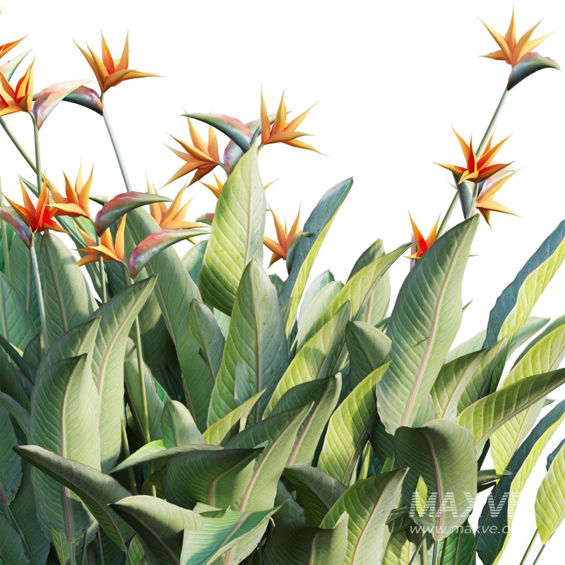 Strelitzia reginae – Bird of Paradise 03 - Image 3
