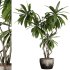 indoor plants – 66 plant in pot - Thumbnail 4