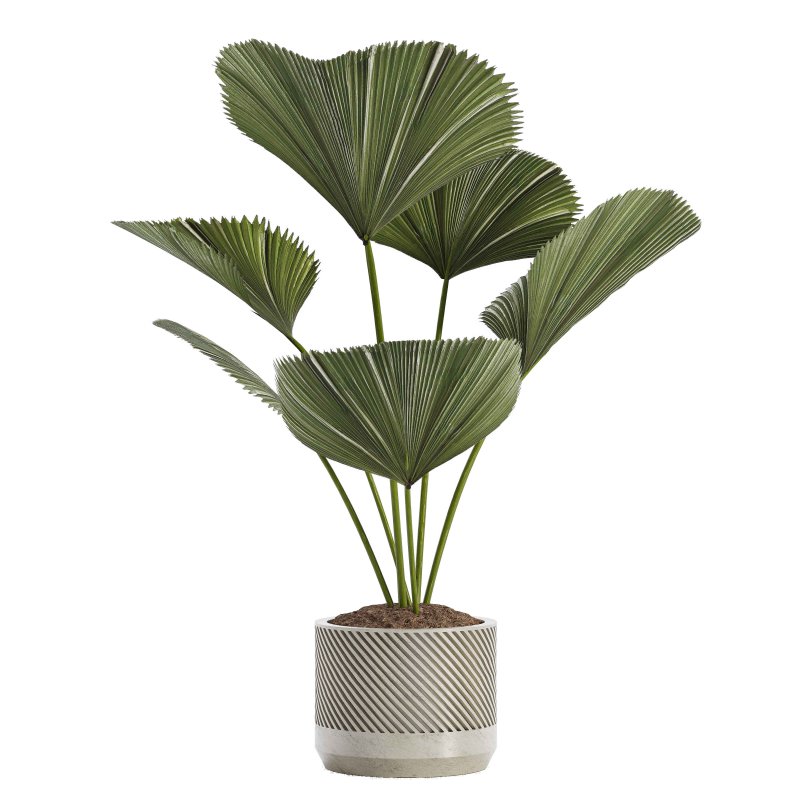 Indoor Plant 04 – Licuala Palm - Image 3