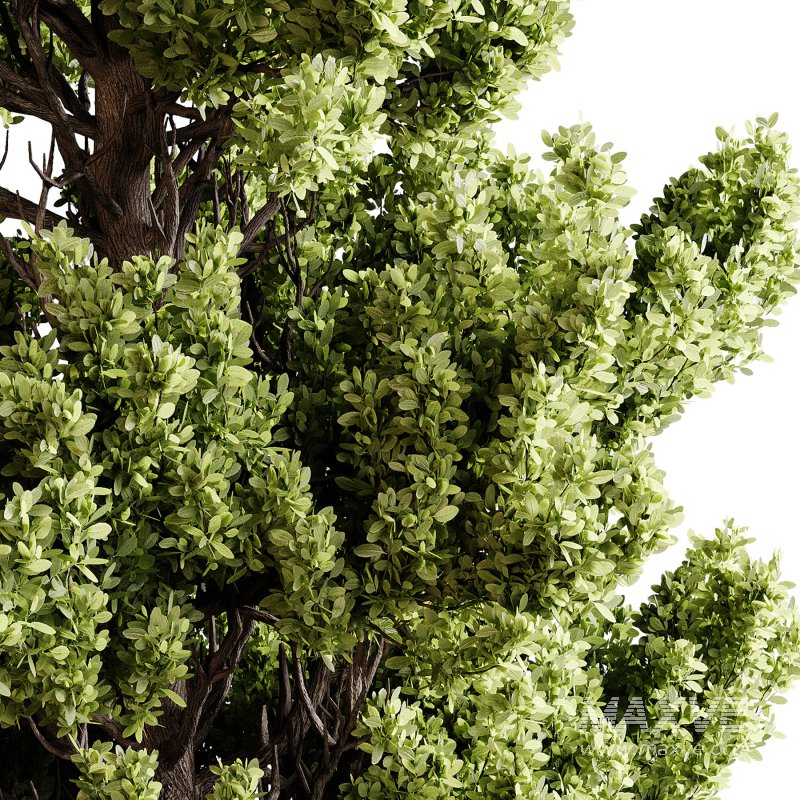 Indoor plants 91 – Plant in pot - Image 3