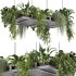 Hanging indoor Plants - Thumbnail 4