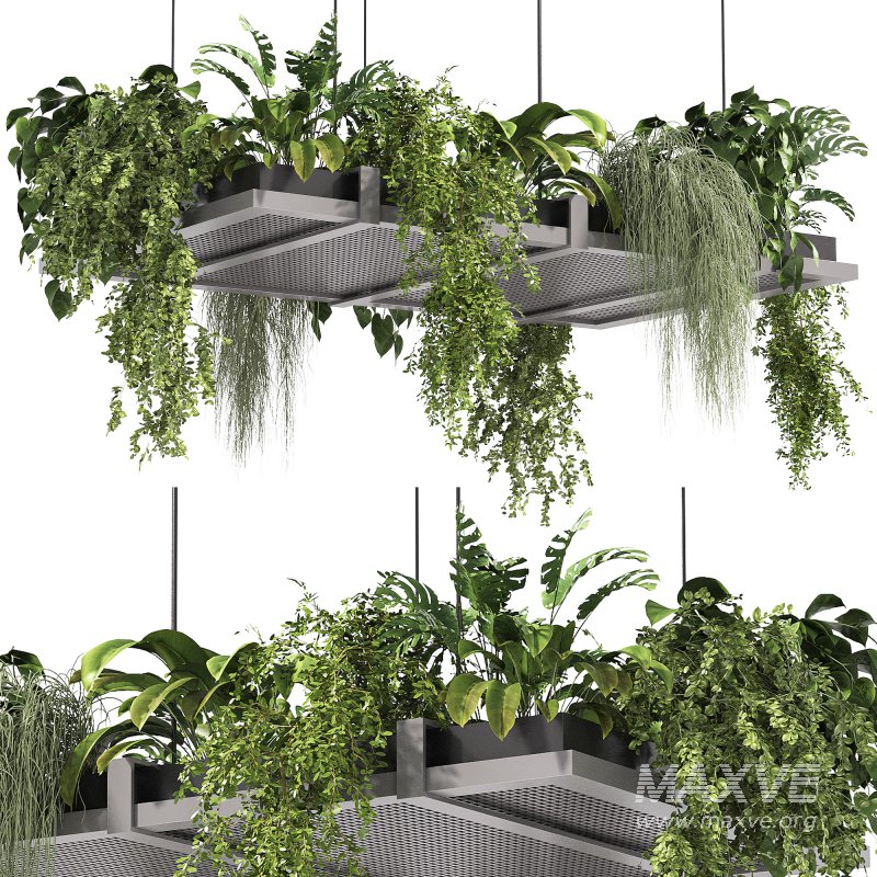 Hanging indoor Plants - Image 4