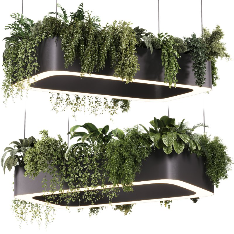 indoor plants – 56 Hanging indoor plant - Image 2