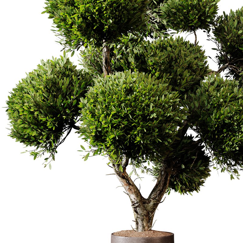 Indoor plants 75 – Plant in pot - Image 1