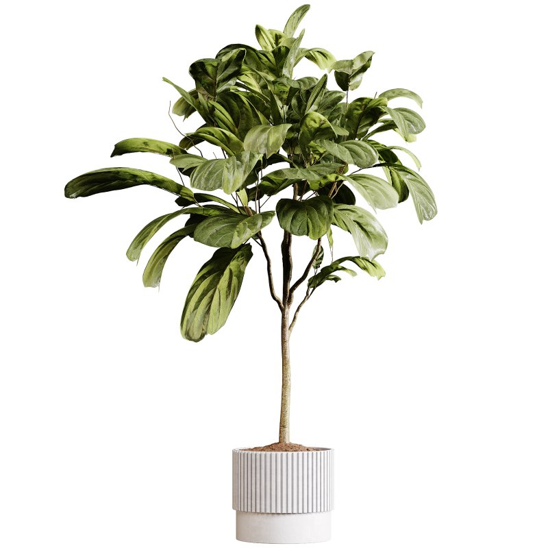 Indoor plants 90 – Plant in pot - Image 4