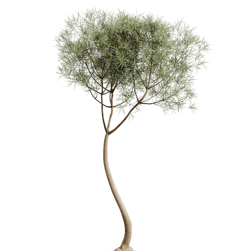 AV Indoor Plants Set 279 Areca Palm and Calathea Lutea and Ficus Marginata and Yucca - Image 3