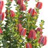 Scarlet Banksia – Banksia coccinea 02 - Thumbnail 3