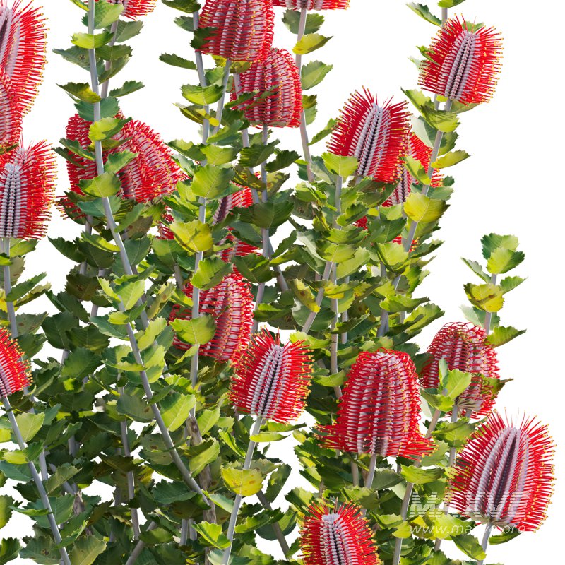 Scarlet Banksia – Banksia coccinea 02 - Image 3