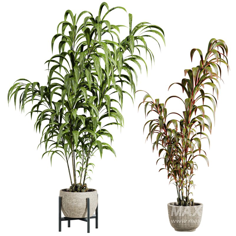 potted plants - Image 1