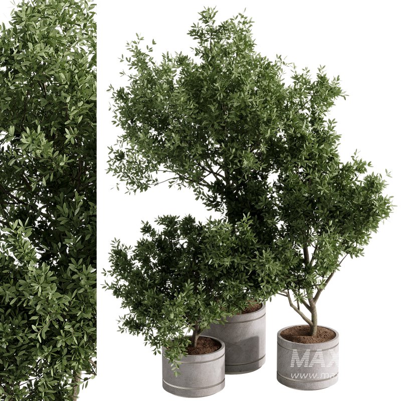 indoor plants – 42 plant in pot - Image 3