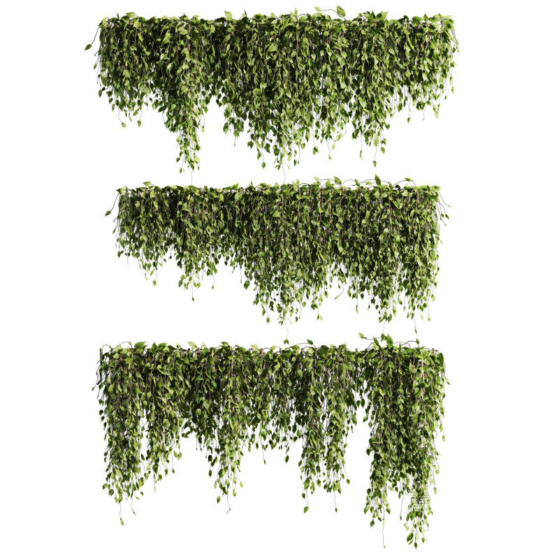 ivy plants - Image 2