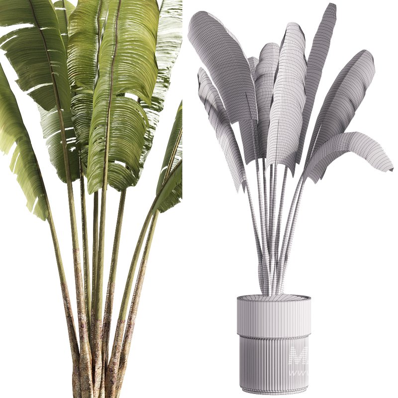 indoor plants – 41 plant in pot_corona - Image 2