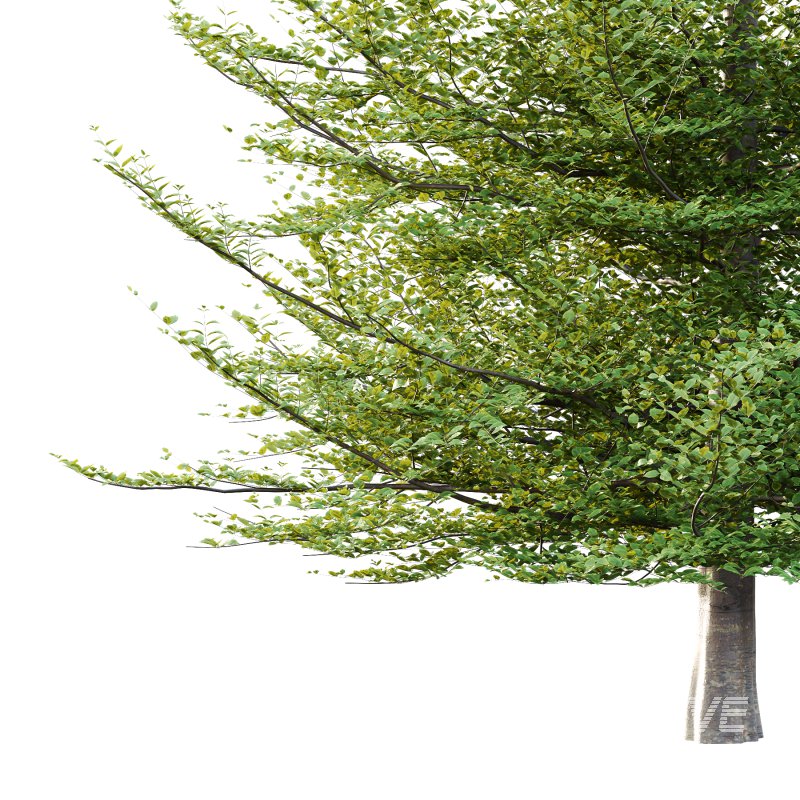 Fagus Grandifolia Tree 11 - Image 2