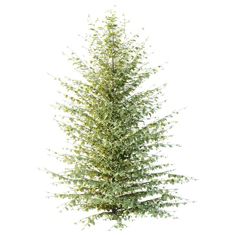 Fagus Grandifolia Tree 06 - Image 3