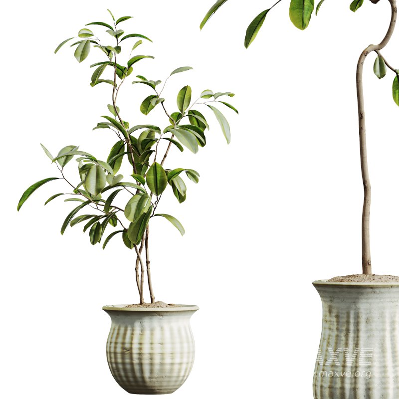 AV Indoor Plants Set 270 Japandi Ficus Dracaena Marginata and Yucca Aloifolia Rostrata and Olive Tree - Image 5