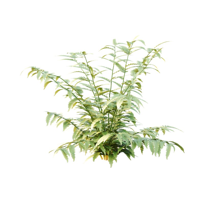 Macrothelypteris torresiana Fern bush 03 - Image 2