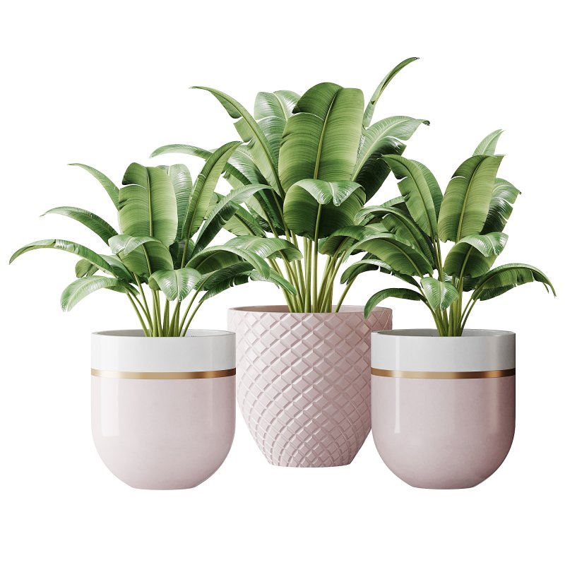 Spathiphyllum wallisii flower - Image 5