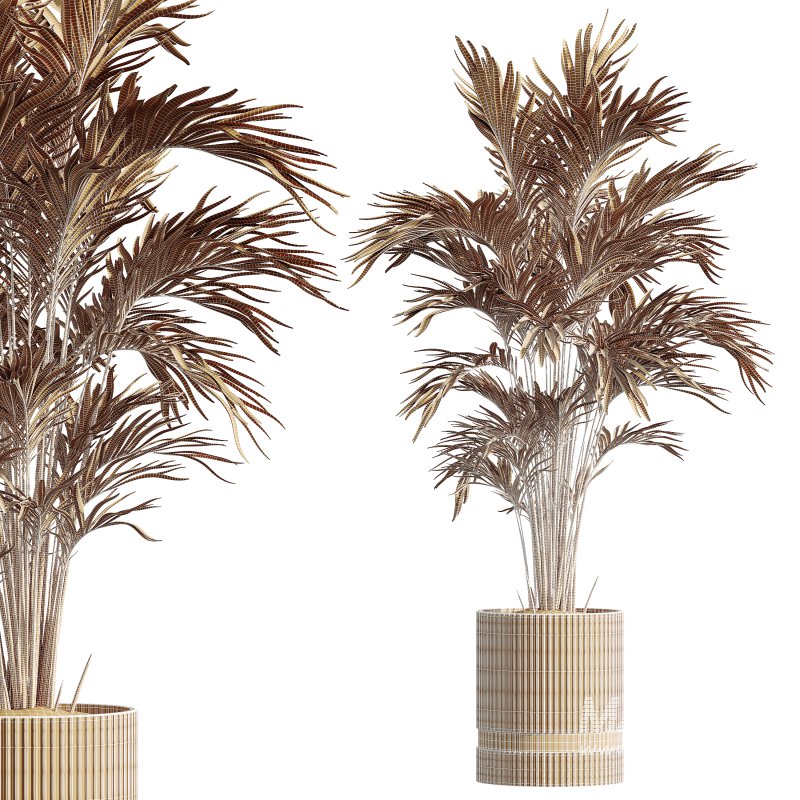 AV Indoor Plants Set 257 Dracaena Marginata and Olive and Areca Palm and Aloe Vera - Image 8