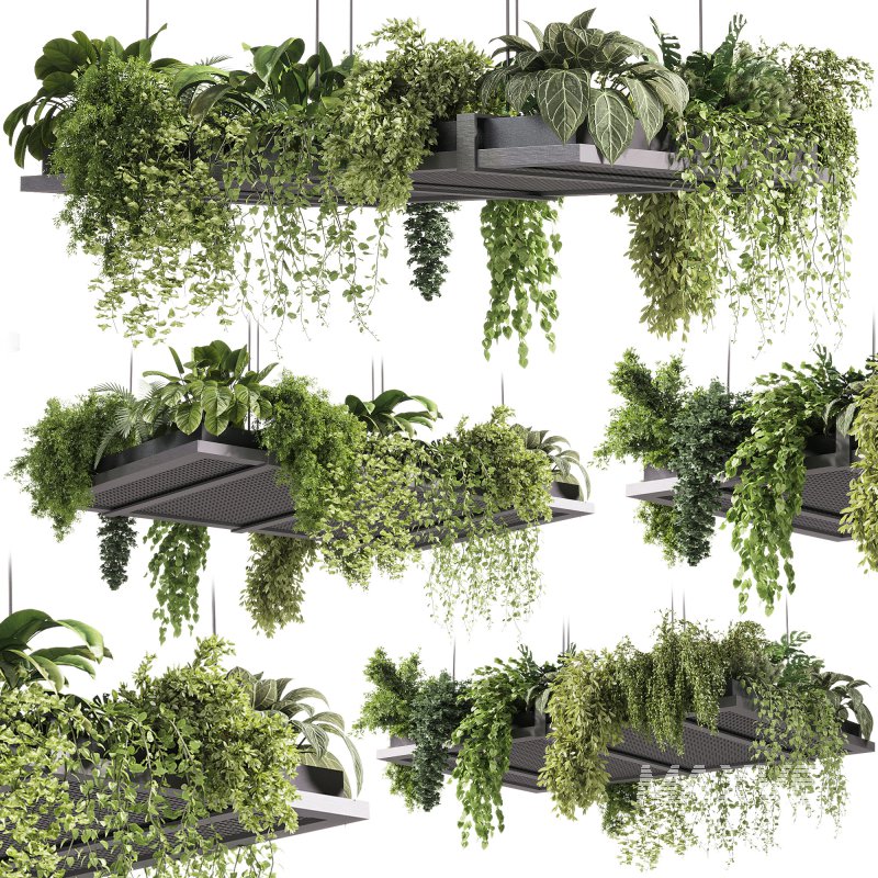 indoor plants – 51 Hanging indoor plant - Image 1