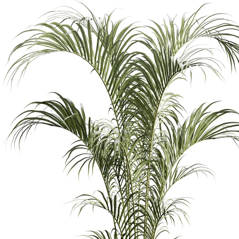 indoor plants 125 – plant in pot - Image 2