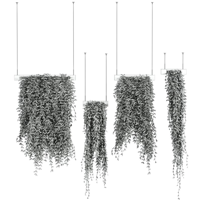 ivy plants - Image 3