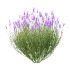 plant bush Flower Lavandula pedunculata 07 - Thumbnail 2