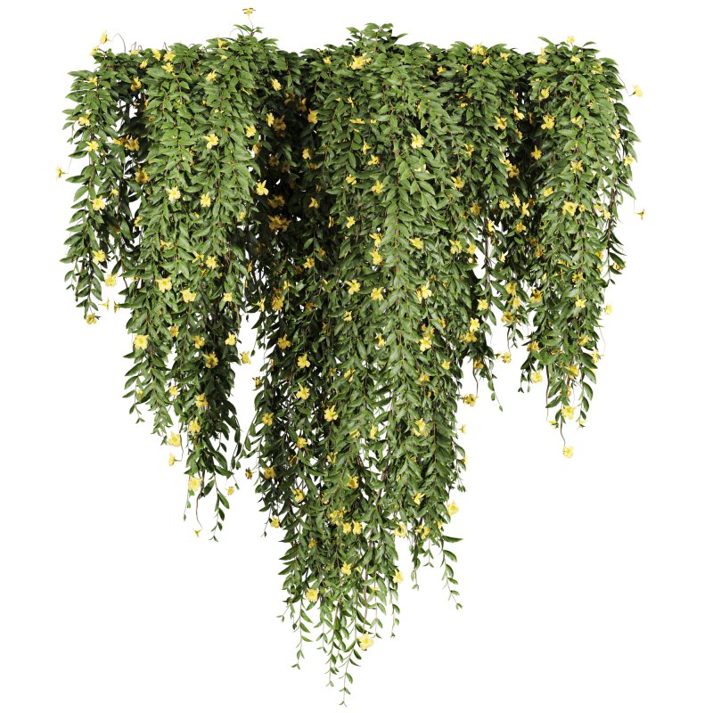 ivy plants - Image 2