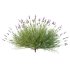 plant bush Flower Lavandula Stoechas 02 - Thumbnail 4