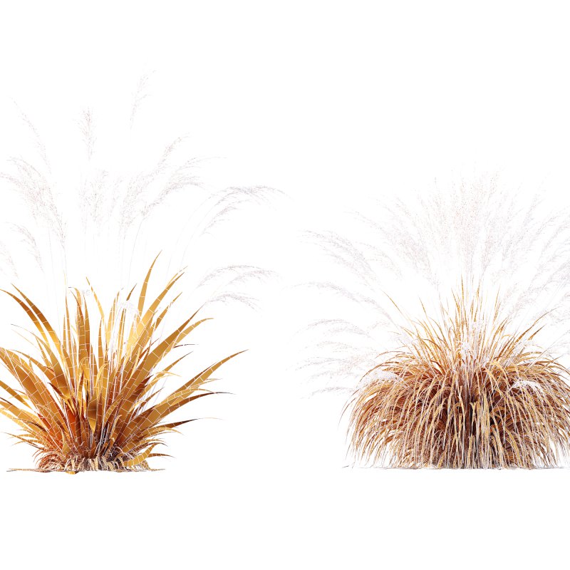 AV Molinia Caerulea Heidebraut Kleines Pfeifengras grasses - Image 11