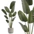 Indoor Plant 01 - Thumbnail 1