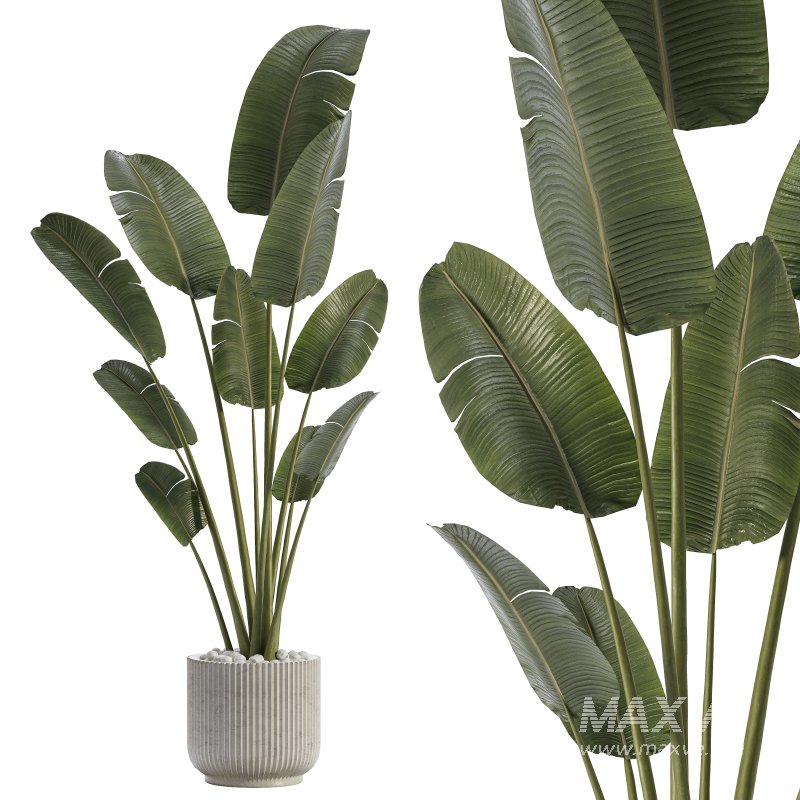 Indoor Plant 01 - Image 1