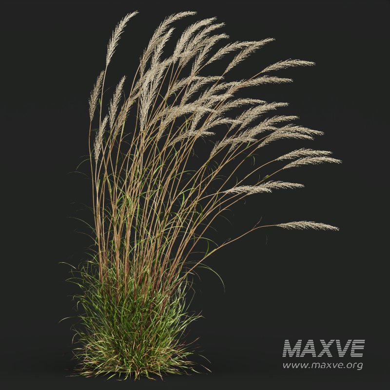 ntal grass set combines two iconic and highly architectural species known for their graceful movement and seasonal texture. - Image 8