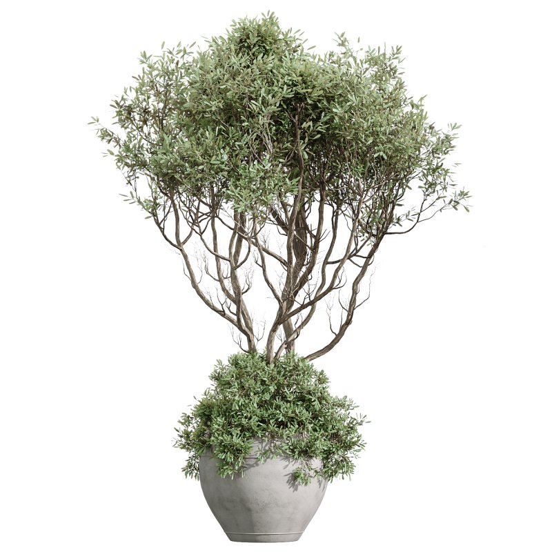ntal variety of the classic Olea europaea, known for its soft silvery foliage and dense canopy. Native to Spain, this olive cultivar exudes Mediterranean charm and timeless refinement in both contemporary and rustic interiors. - Image 2