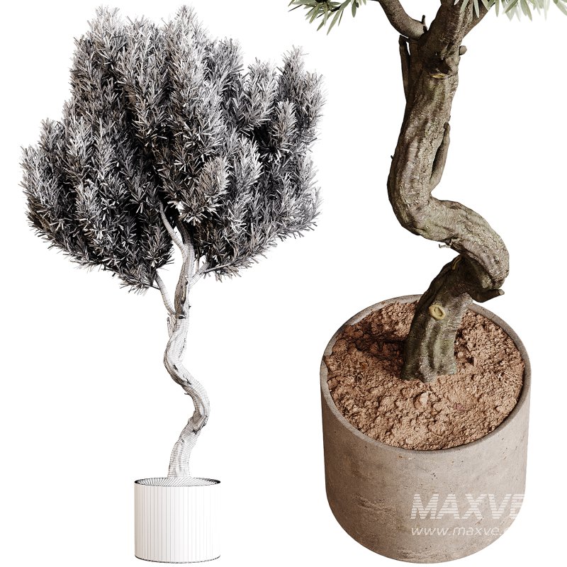 Indoor plants 79 – Plant in pot - Image 3