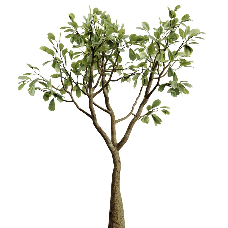 AV Indoor Plants Set 281 Ficus Marginata Yucca Palm Banana Nicolai - Image 3