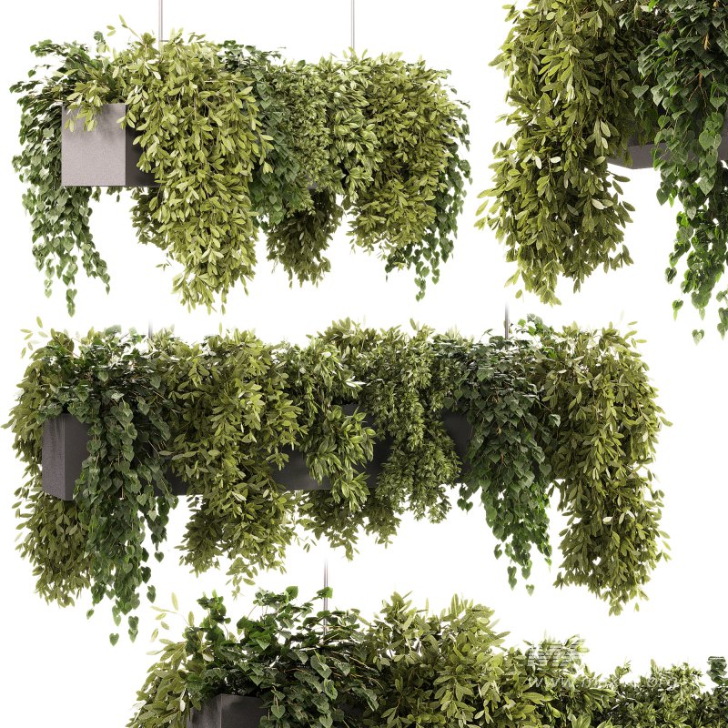 Indoor plants – 22 hanging indoor Plants - Image 2