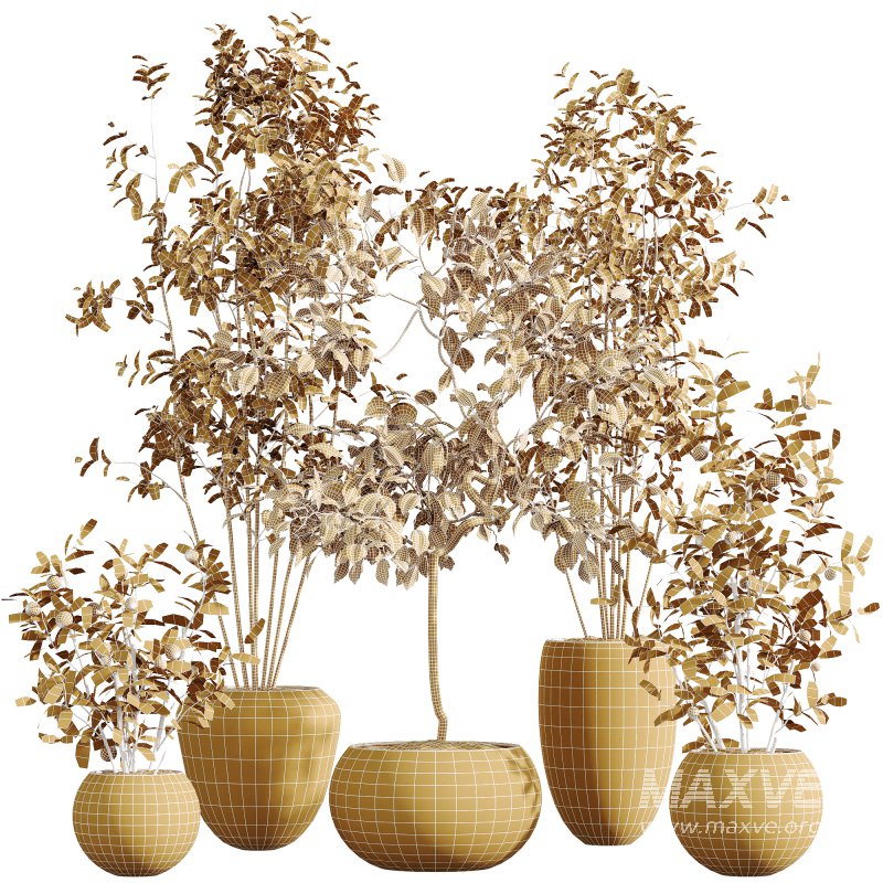 AV Indoor Plants Set 261 Beech Olea Europaea Olive Eucalyptus and Japandi Ficus Dracaena Marginata and Fruit Bonsai Orange Tree - Image 6