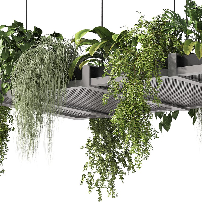 Hanging indoor Plants - Image 3