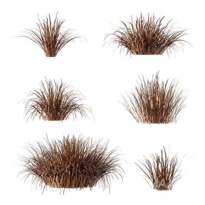 Carex Elata Aurea Grass 04 - Image 5