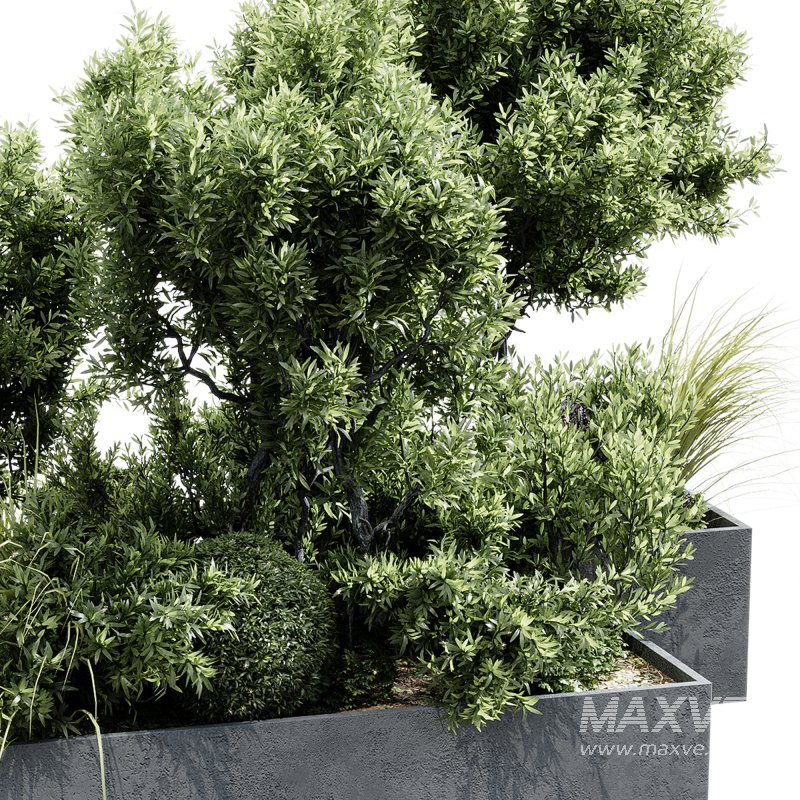 Outdoor plants 12 - Image 4