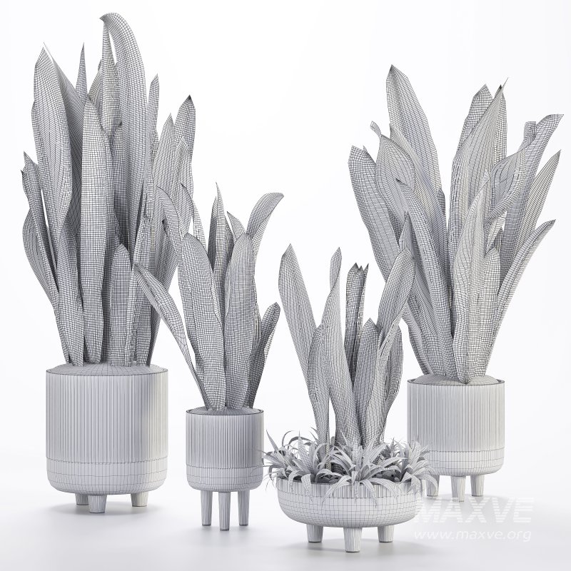 Indoor Plant 05-Sansevieria Plant - Image 6