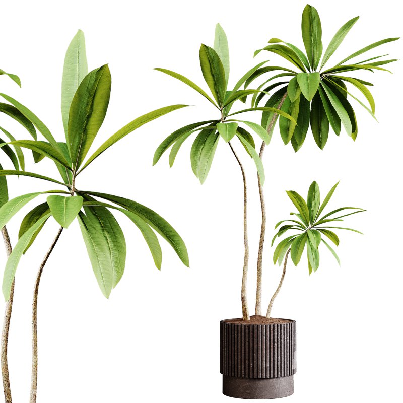 Indoor plants 77 – Plant in pot - Image 2