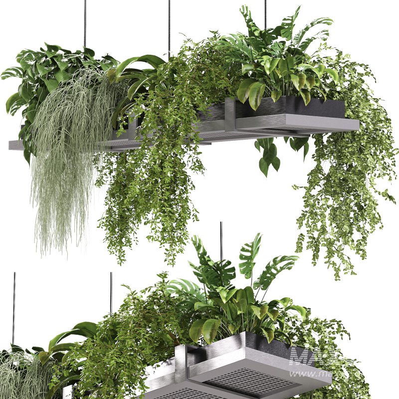 Hanging indoor Plants 03 - Image 1