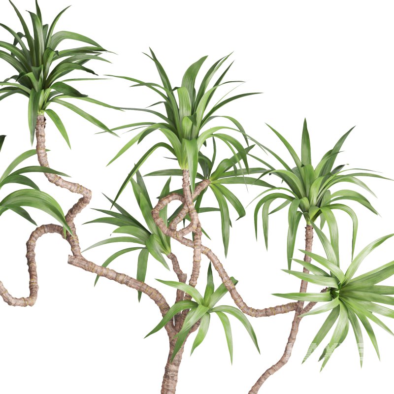Indoor Plant Yucca - Image 1